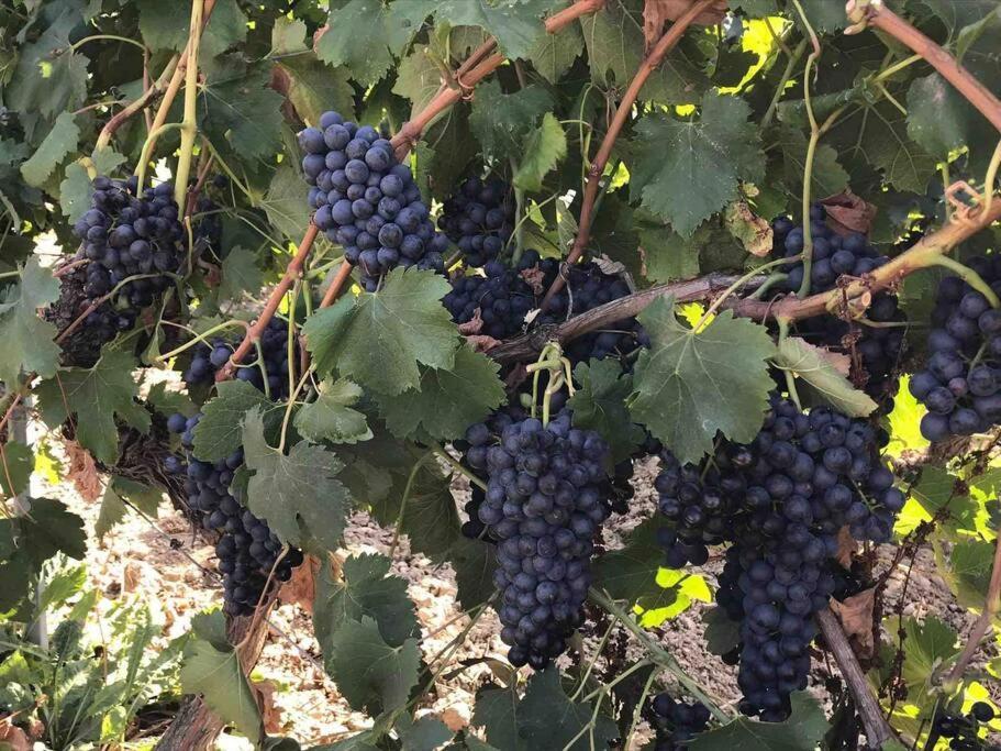 Châteauneuf-du-Pape Gites En B&B Le Clos De La Cerise מראה חיצוני תמונה